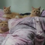 b02abfe96bff6f16666cebbaed409177